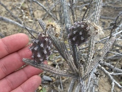 Peniocereus striatus