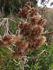 Tessaria absinthioides