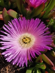 Carpobrotus chilensis