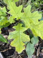 Quercus shumardii