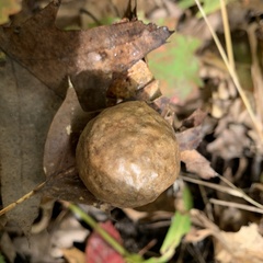 Amphibolips
