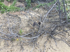 Peniocereus striatus