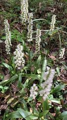 Spiranthes odorata