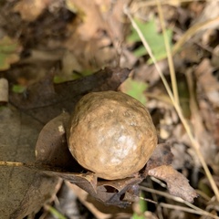 Amphibolips