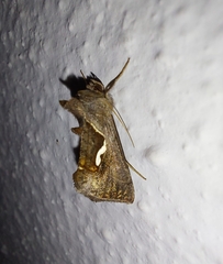 Macdunnoughia confusa
