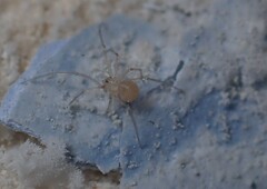 Spermophora senoculata