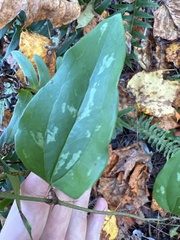 Smilax bona-nox
