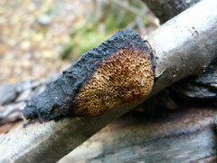 Dichomitus campestris