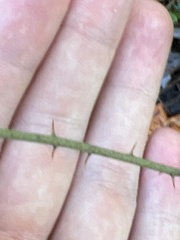 Smilax bona-nox