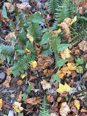 Smilax bona-nox