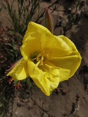 Oenothera affinis