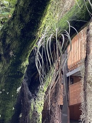 Tillandsia utriculata