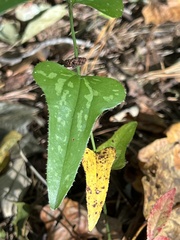 Smilax bona-nox