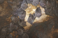 Artibeus jamaicensis