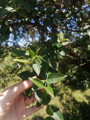 Halleria lucida