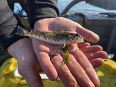 Hexagrammos stelleri