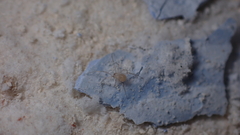 Spermophora senoculata