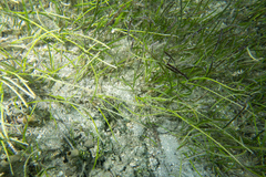 Cymodoceaceae