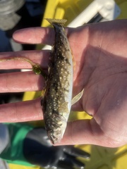 Hexagrammos stelleri