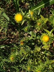Grindelia nuda