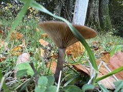 Pseudoclitocybe