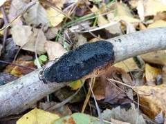 Dichomitus campestris