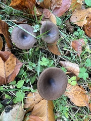 Pseudoclitocybe