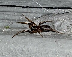 Herpyllus ecclesiasticus