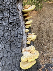Laetiporus gilbertsonii