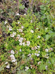 Ageratina glechonophylla