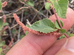 Acalypha californica