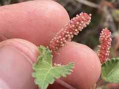 Acalypha californica