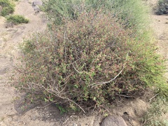 Acalypha californica
