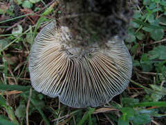 Lactarius chelidonium
