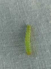 Craniophora ligustri