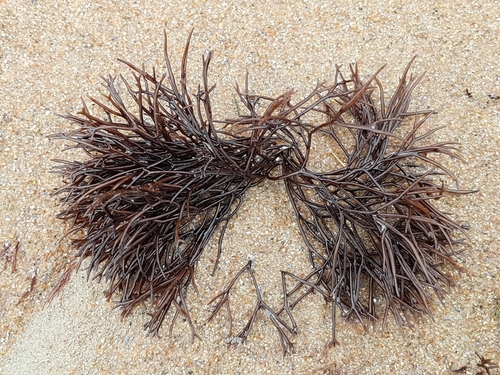 Furcellaria