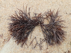 Furcellaria lumbricalis