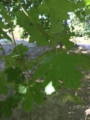 Acer platanoides