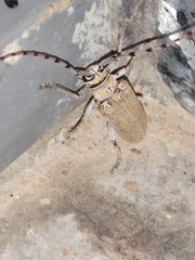 Celosterna scabrator