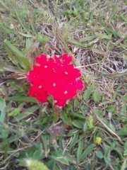 Glandularia peruviana