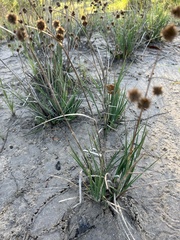 Juncus validus