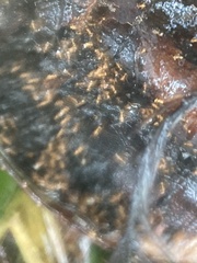 Wasmannia auropunctata