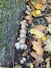 Apioperdon pyriforme