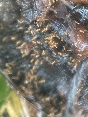 Wasmannia auropunctata