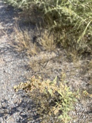 Ambrosia acanthicarpa