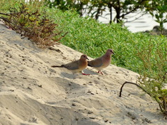 Streptopelia senegalensis