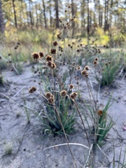 Juncus validus