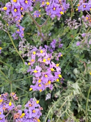 Solanum pinnatum