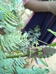 Prismatocerus prominulus