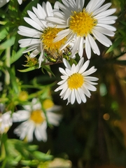 Agapostemon sericeus
